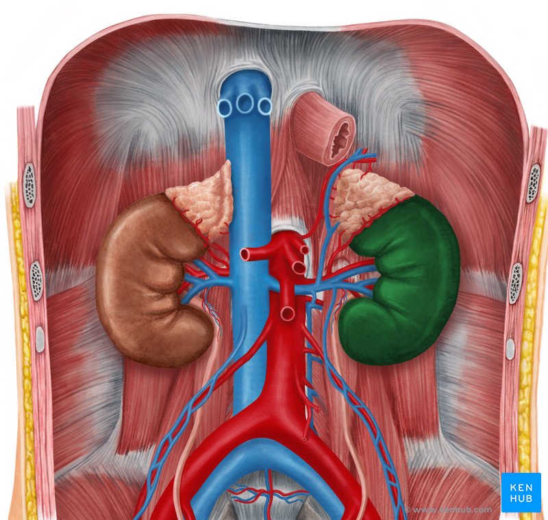 Kidneys, ureters & suprarenal glands: Anatomy, location | Kenhub