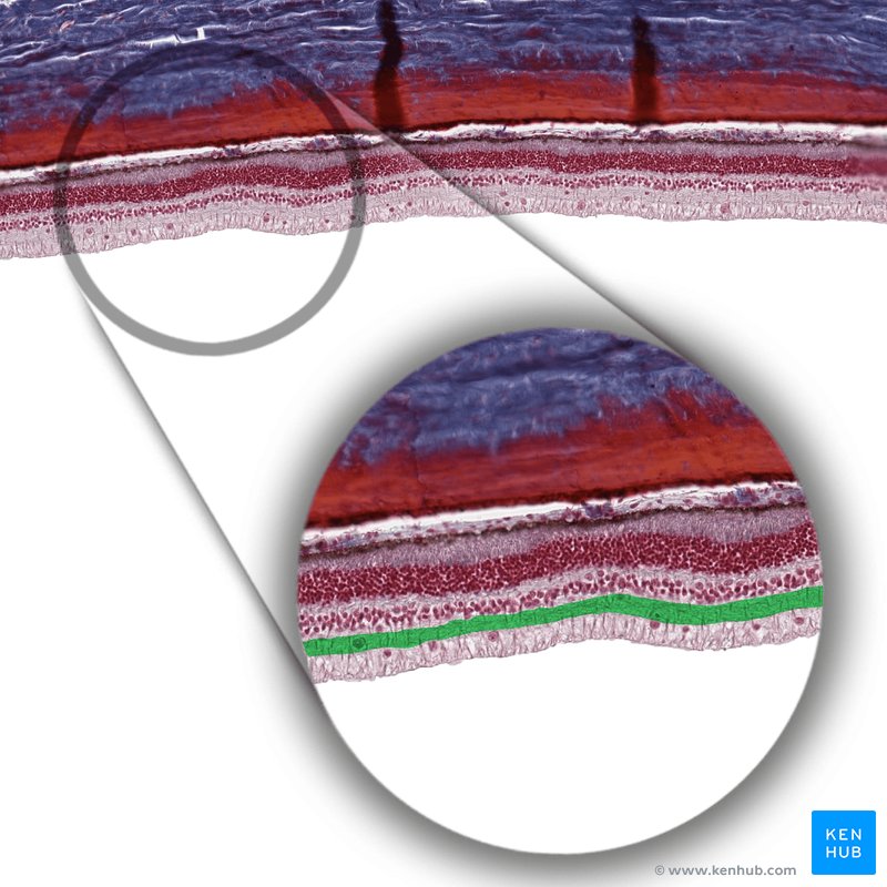 ydre begrænsende membran - histologisk slide