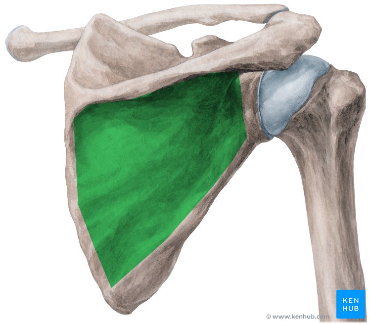 Infraspinatus fascia covers the infraspinatus muscle