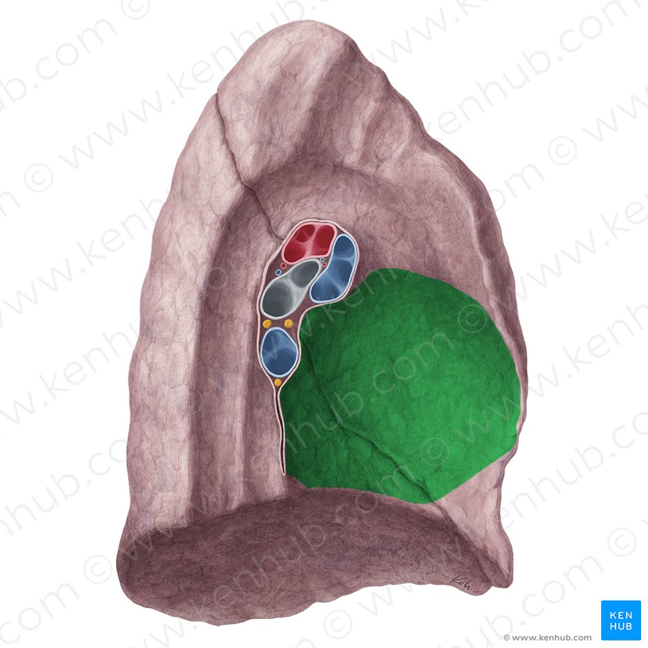 Cardiac impression of lung (Impressio cardiaca pulmonis); Image: Yousun Koh