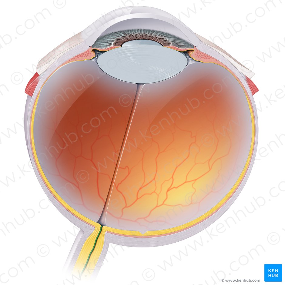 Arteria central de la retina (Arteria centralis retinae); Imagen: Paul Kim