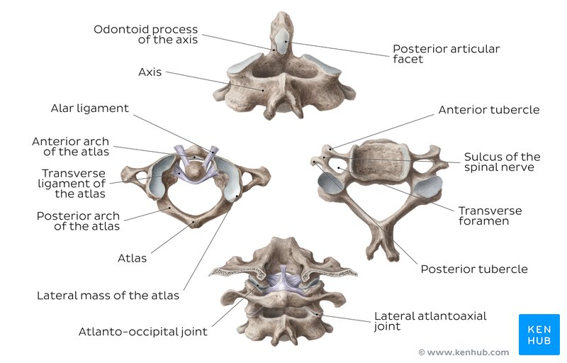 Descripción general de la columna cervical y los huesos