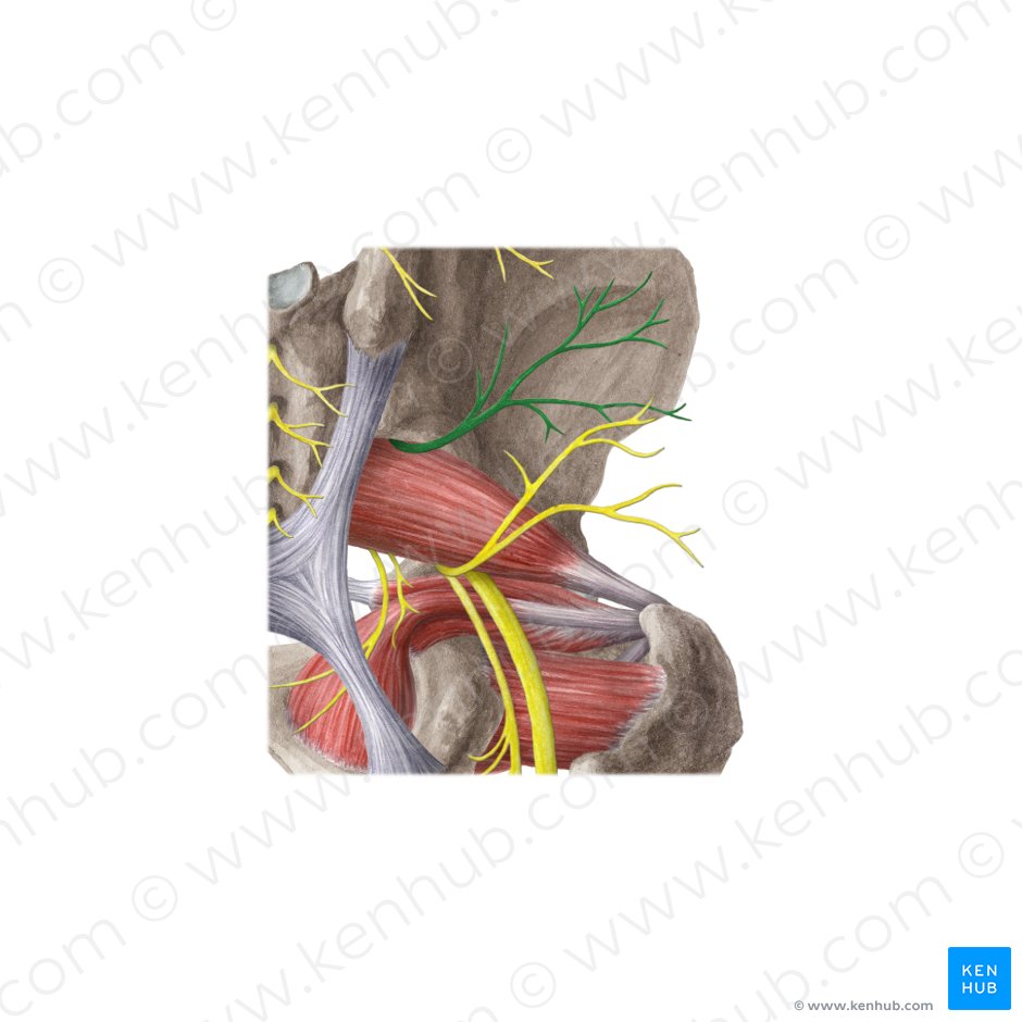 Nervo glúteo superior (Nervus gluteus superior); Imagem: Liene Znotina