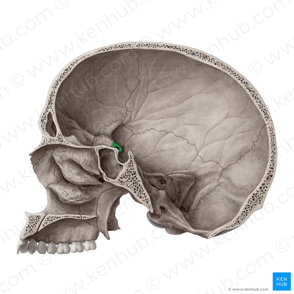 Anterior clinoid process of sphenoid bone (Processus clinoideus anterior ossis sphenoidalis); Image: Yousun Koh