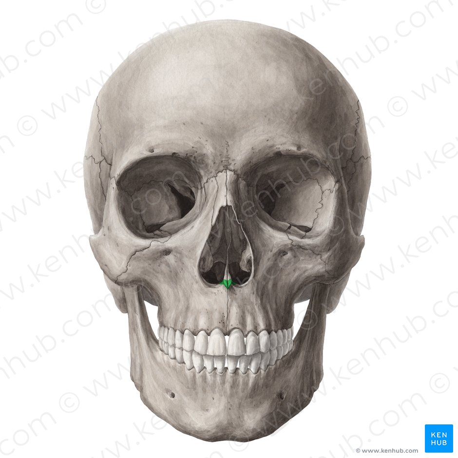 Spina nasalis anterior maxillae (Vorderer Nasendorn des Oberkieferknochens); Bild: Yousun Koh