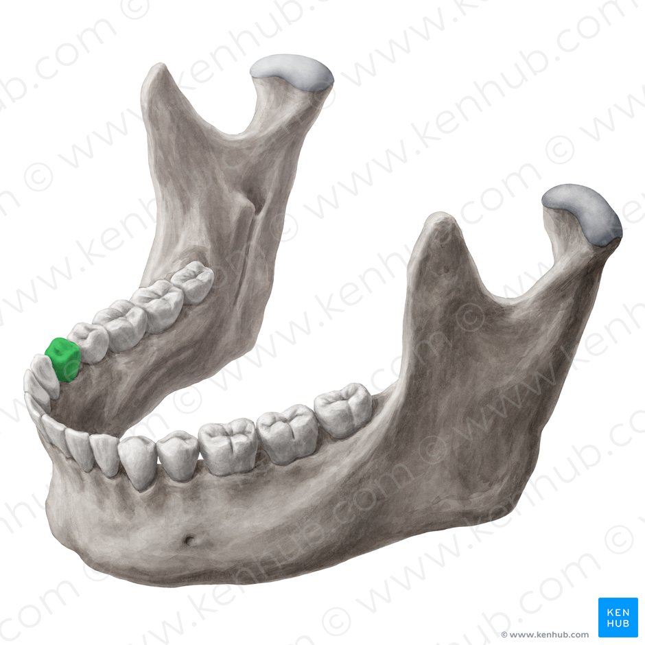 Dens premolaris primus dexter mandibularis (Rechter unterer erster Prämolar); Bild: 
