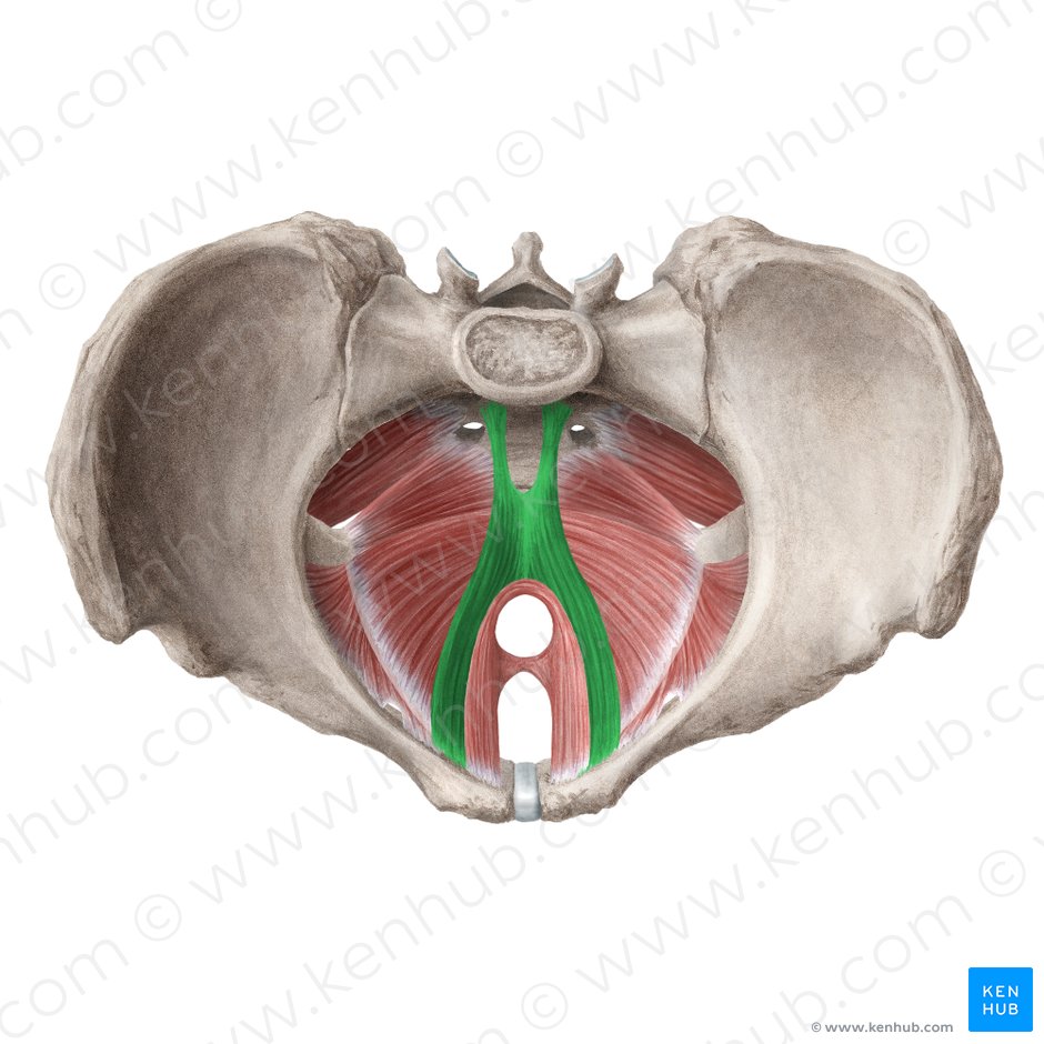 Pubococcygeus muscle (Musculus pubococcygeus); Image: Liene Znotina