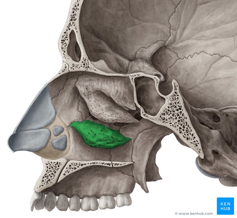 Inferior nasal concha: Anatomy, definition, development | Kenhub