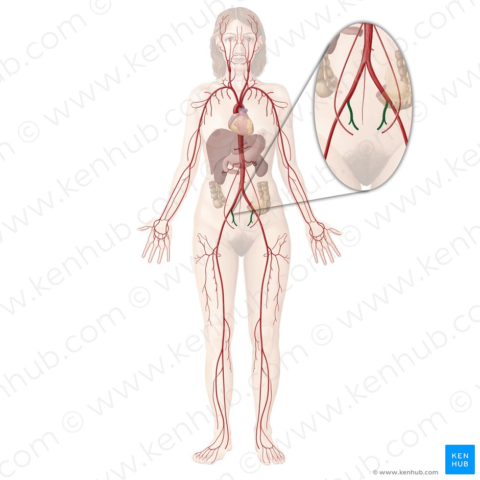 Arteria iliaca interna (Innere Beckenarterie); Bild: Begoña Rodriguez