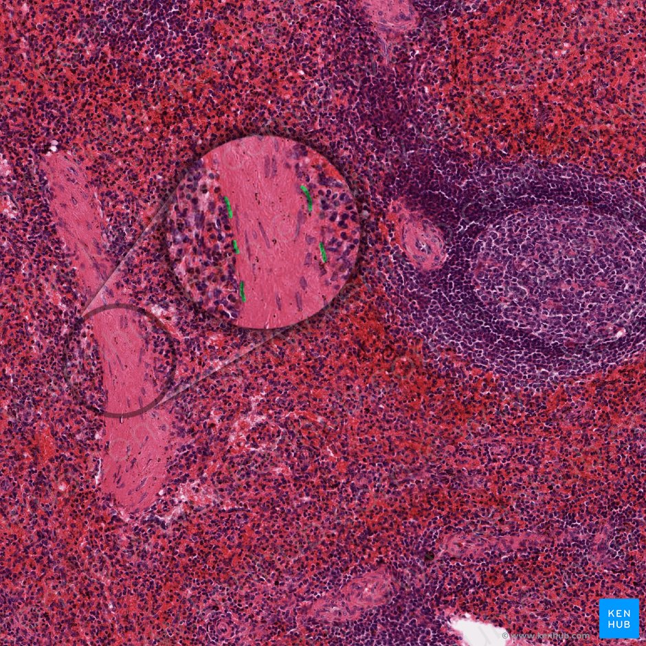 Stave cells; Image: 