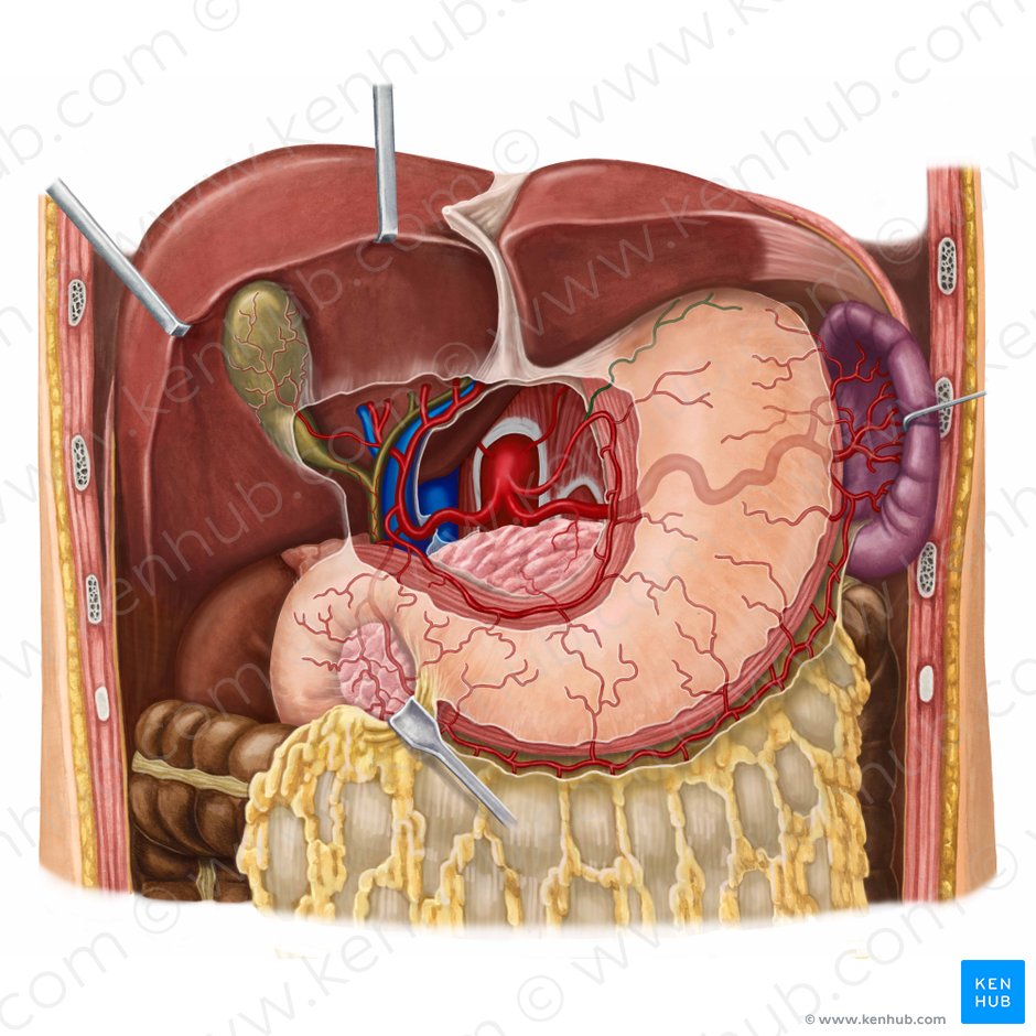 Ramos esofágicos da artéria gástrica esquerda (Rami oesophageales arteriae gastricae sinistrae); Imagem: Irina Münstermann