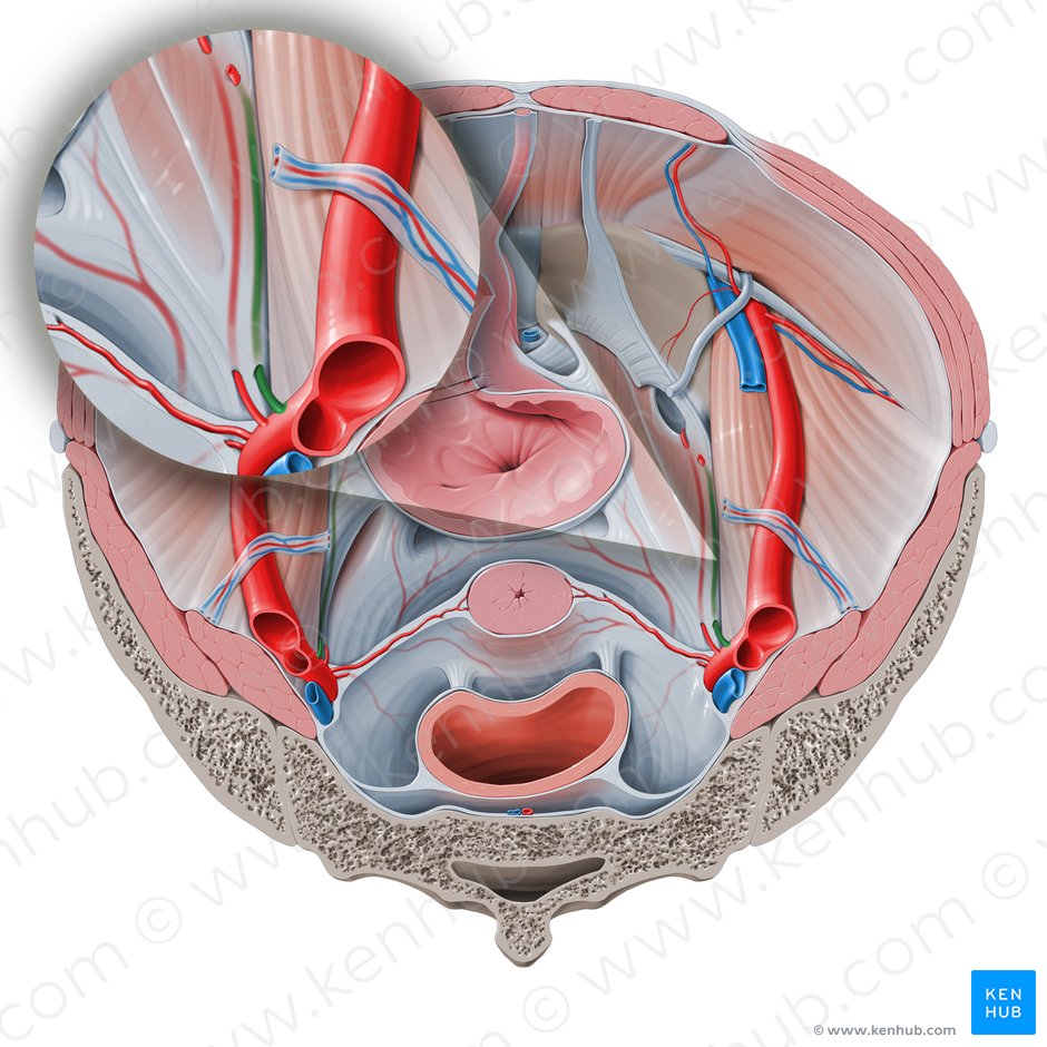 Umbilical artery (Arteria umbilicalis); Image: Paul Kim