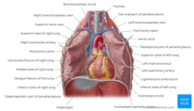 Descripción general de los pulmones in situ - vista anterior