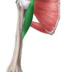 Músculo coracobraquial
