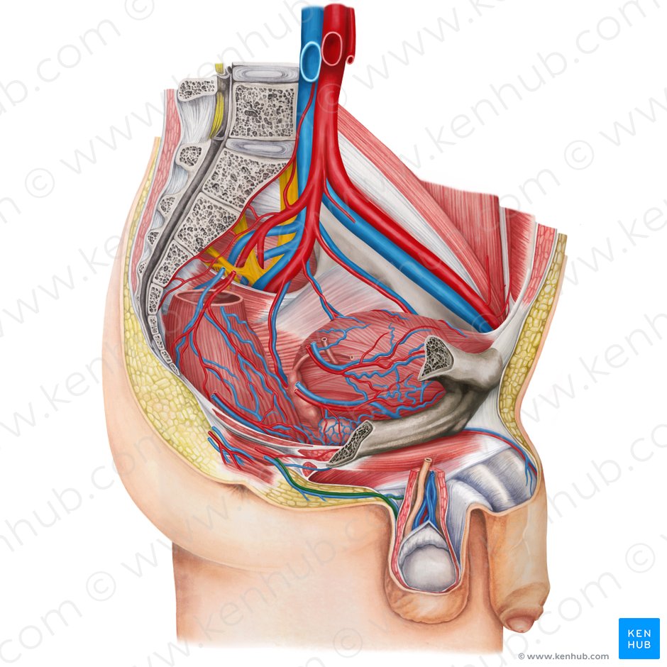 Arterias escrotales posteriores (Arteriae scrotales posteriores); Imagen: Irina Münstermann