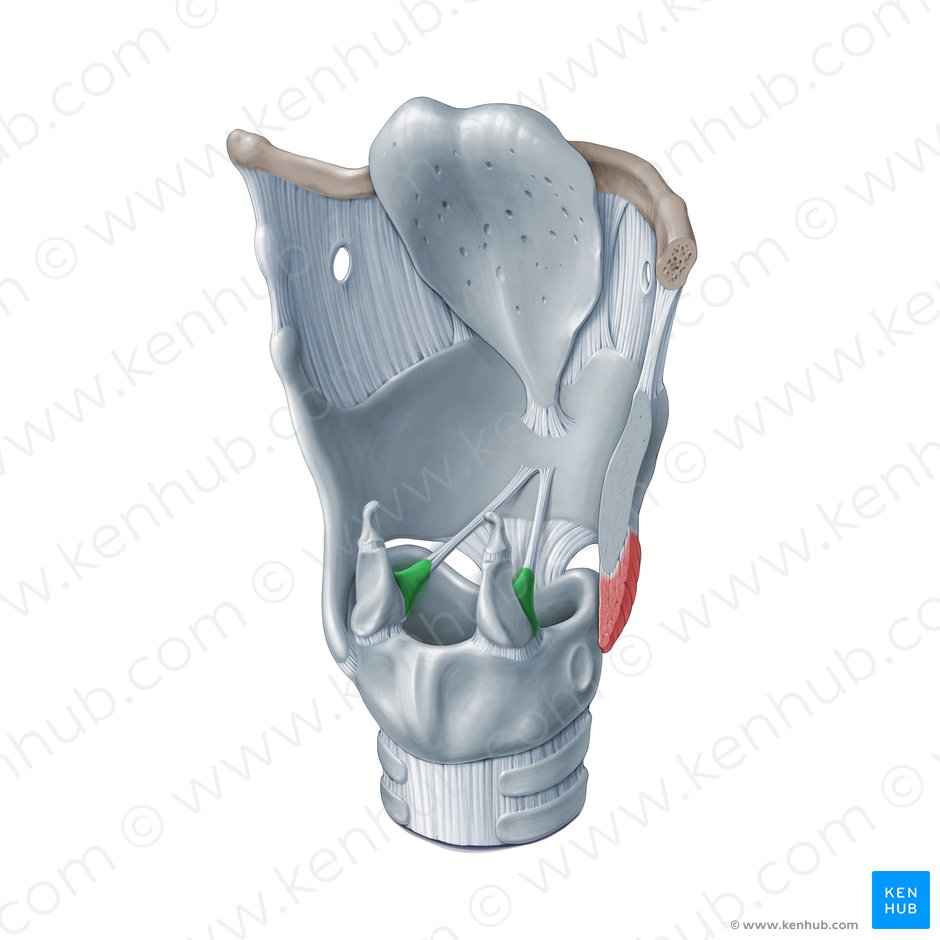 Processus vocalis cartilaginis arytenoideae (Stimmfortsatz des Stellknorpels); Bild: Paul Kim