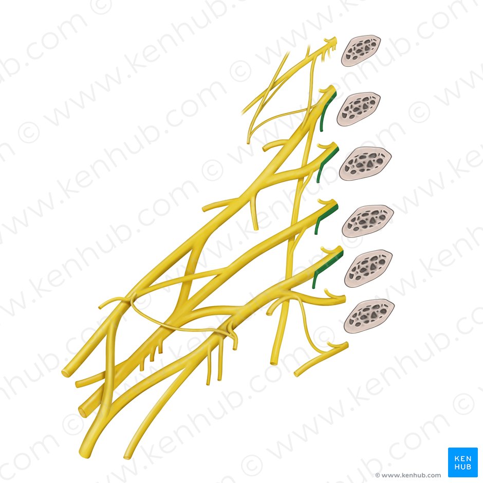 Muscular branches of brachial plexus (longus colli and scalene muscles) (Rami musculares plexus brachialis (musculus longus colli, musculi scaleni)); Image: Paul Kim