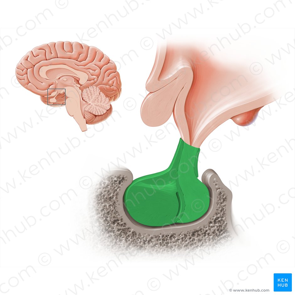 Glandula pituitaria (Hypophyse); Bild: Paul Kim