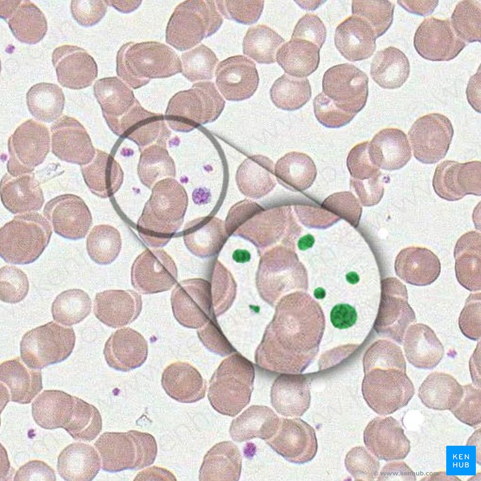 Trombocito (Thrombocytus); Imagen: 