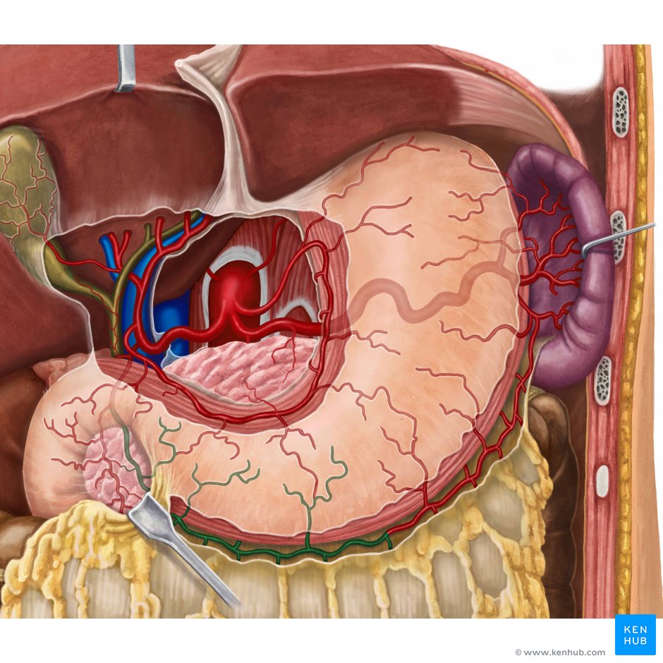 Gastroduodenal artery: Anatomy, branches, supply | Kenhub