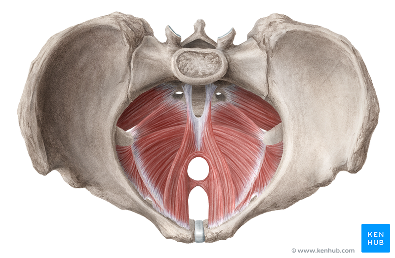 Muscles Of The Pelvic Floor Anatomy Function Kenhub