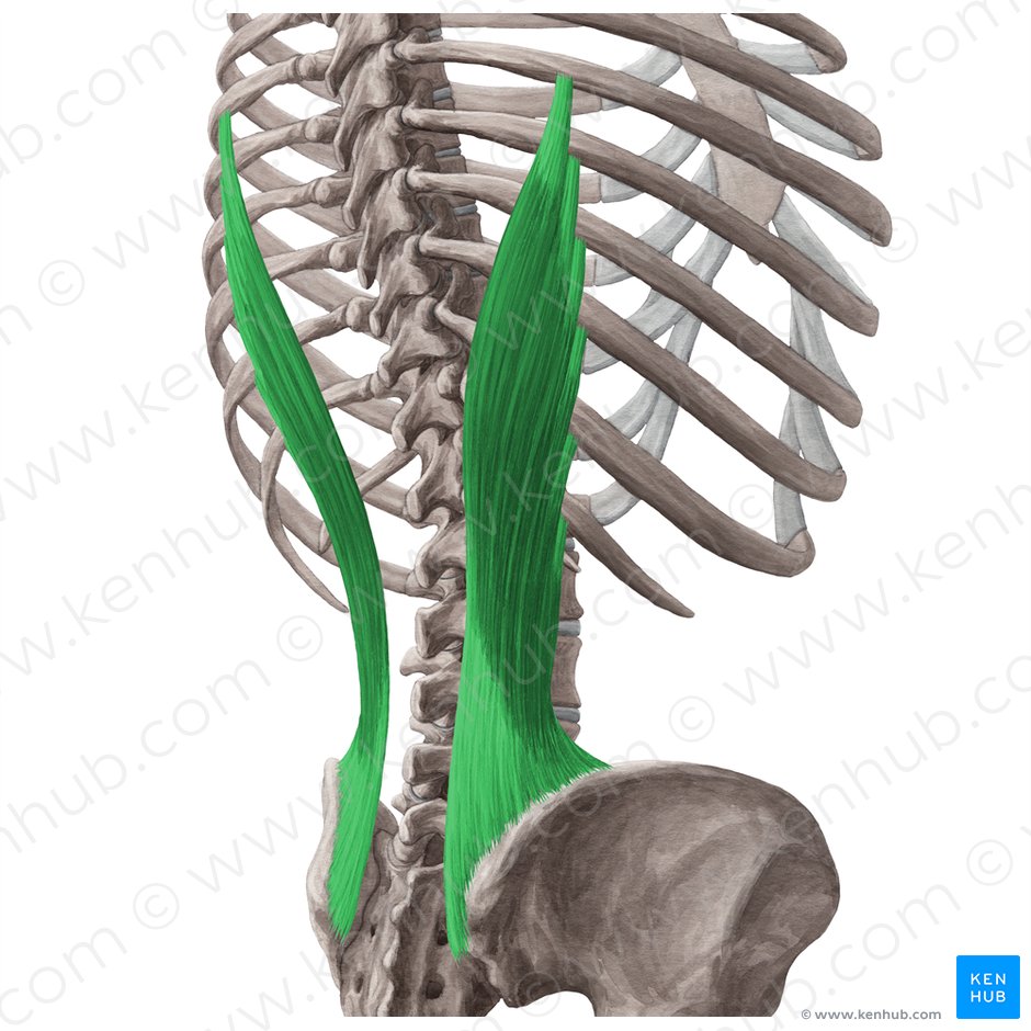 Musculus iliocostalis - Anatomie & Funktion | Kenhub