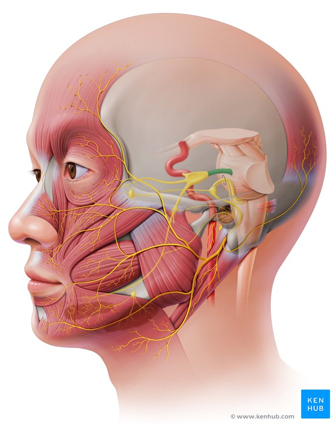 Trigeminal nerve - lateral-left view
