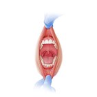 Visão geral da cavidade oral