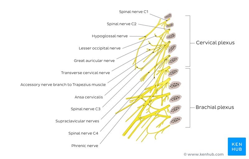 Cervical Innervation Chart