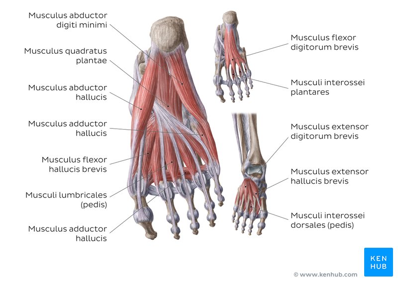 Muskeln des Fußes, links im Bild u.a. die Muskeln der Großzehenloge