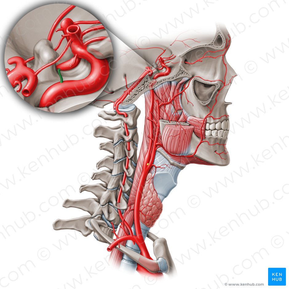 Inferior hypophyseal artery (Arteria hypophysialis inferior); Image: Paul Kim