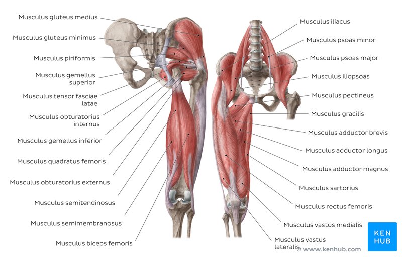 Beschriftete Übersicht der Hüft -und Oberschenkelmuskulatur