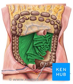 Mesentery: Anatomy, functions and clinical points | Kenhub