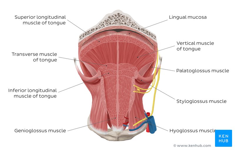 Tongue muscles - an overview.