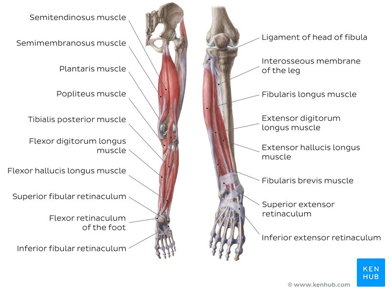 Leg And Knee Anatomy Bones Muscles Soft Tissues Kenhub