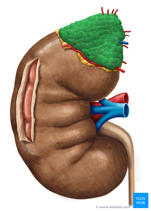 Adrenal Glands - Anatomy and Clinical Aspects | Kenhub