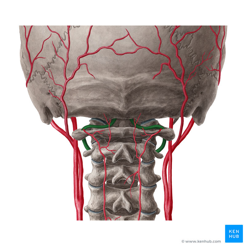 Vertebral artery (Arteria vertebralis) | Kenhub