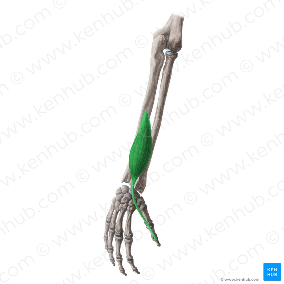 Músculo extensor largo del pulgar (Musculus extensor pollicis longus); Imagen: Yousun Koh
