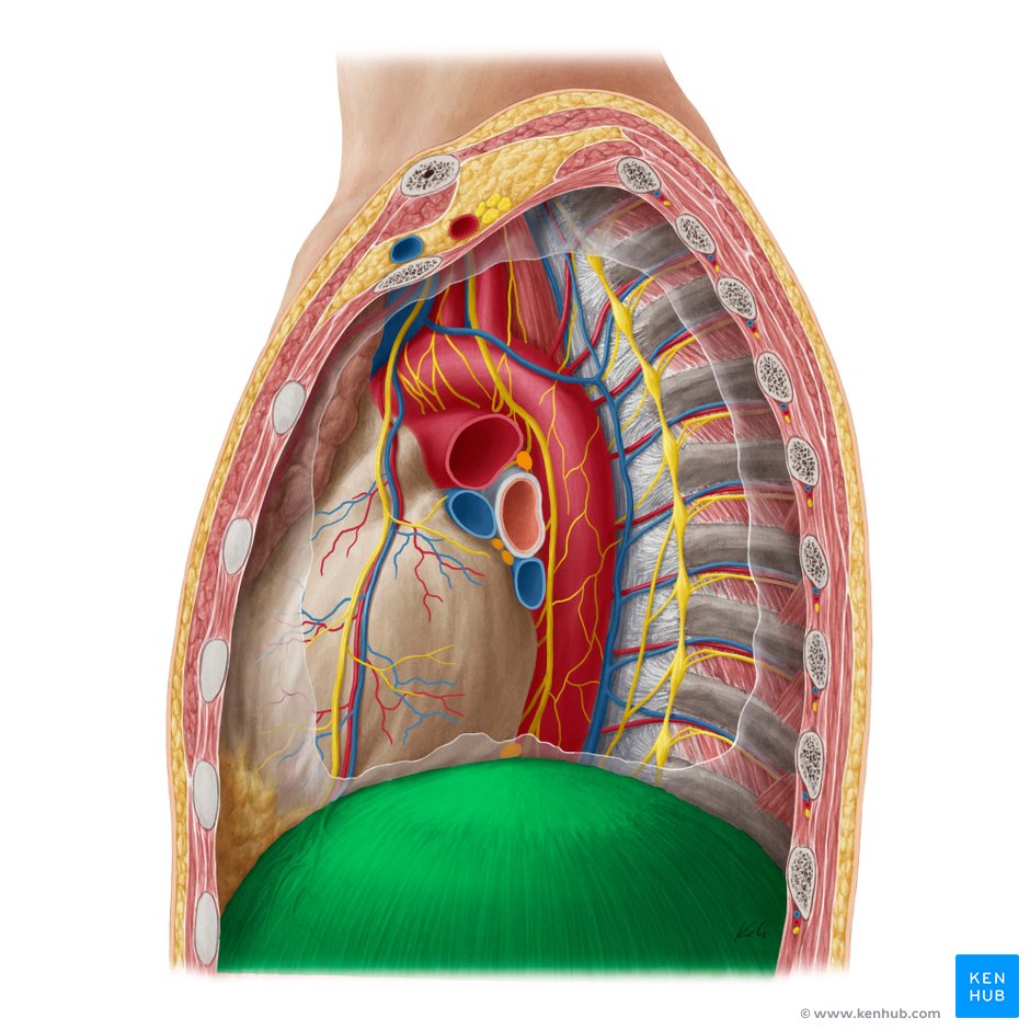Diaphragm: Location, anatomy, innervation and function | Kenhub