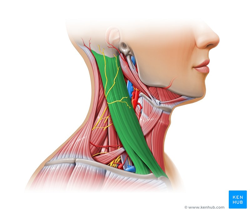 Sternocleidomastoid muscle - lateral-right view
