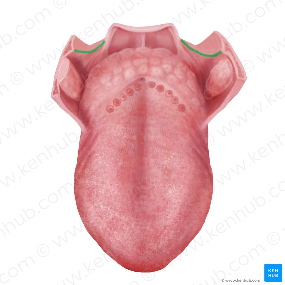 Palatopharyngeal arch (Arcus palatopharyngeus); Image: Begoña Rodriguez