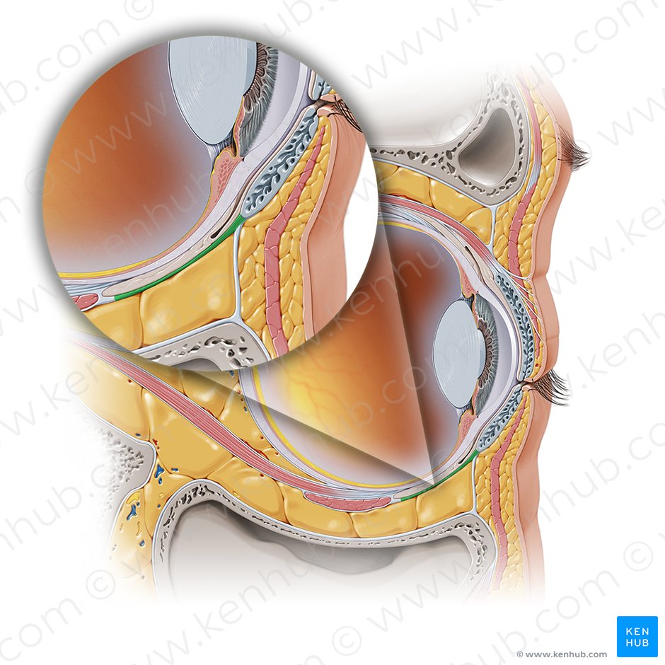 Músculo tarsal inferior (Musculus tarsalis inferior); Imagem: Paul Kim