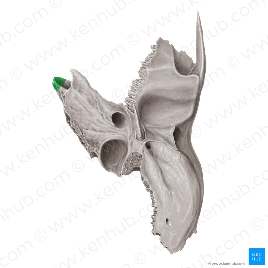 Apex of petrous part of temporal bone (Apex partis petrosae ossis temporalis); Image: Samantha Zimmerman