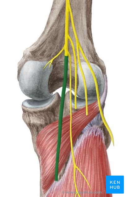 Nervus Tibialis Anatomie Verlauf Versorgung Lasion Kenhub