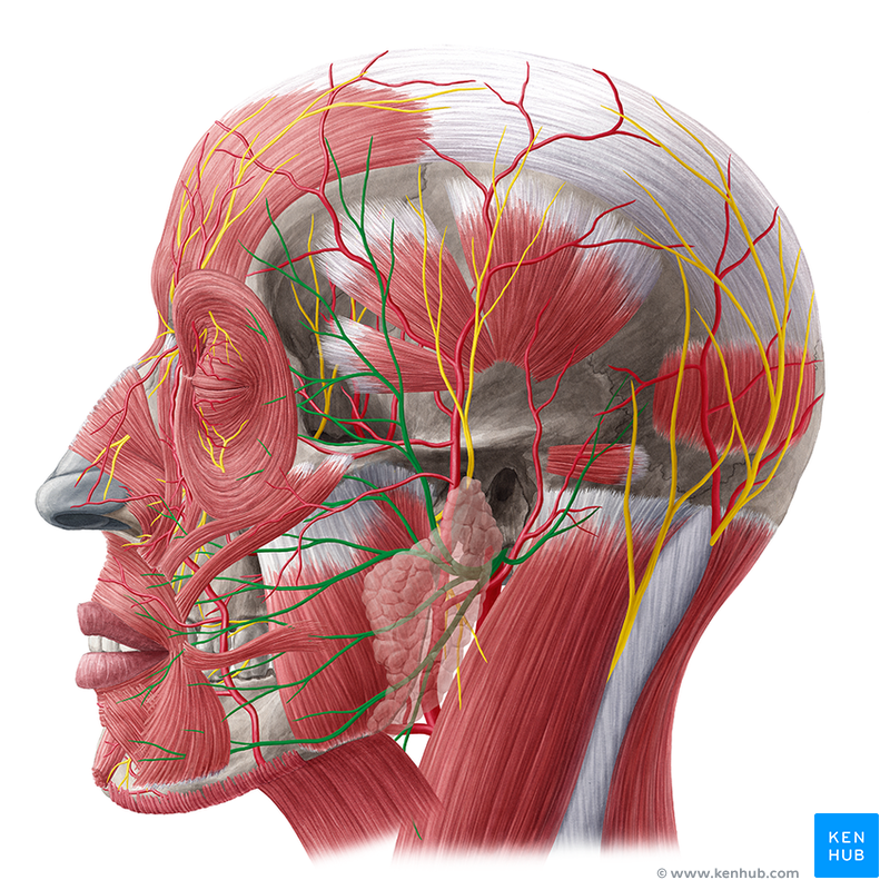 facial nerve tongue anatomy muscles kenhub lateral supply blood function sensory left motor fibers fossa pterygopalatine facialis nervus branches artery