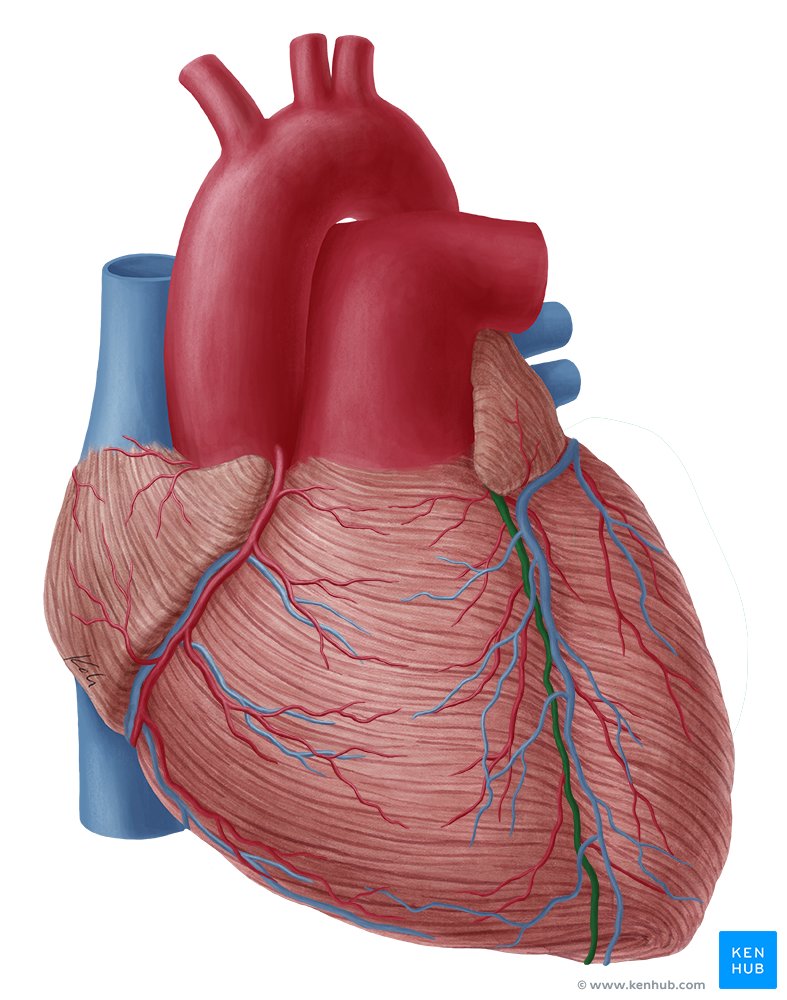 Left anterior descending artery: Anatomy, branches,supply | Kenhub