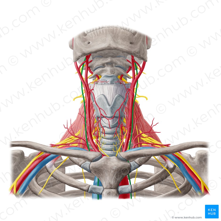 Vagus nerve (Nervus vagus); Image: Yousun Koh
