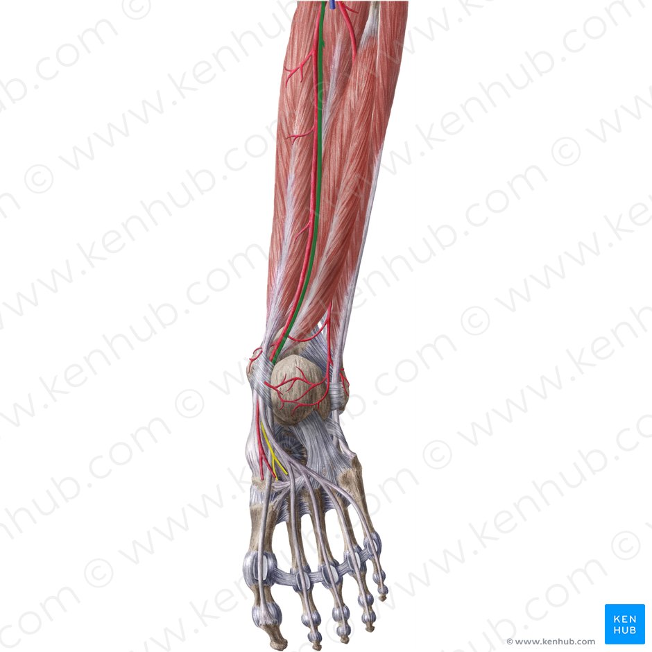 Nervio tibial (Nervus tibialis); Imagen: Liene Znotina