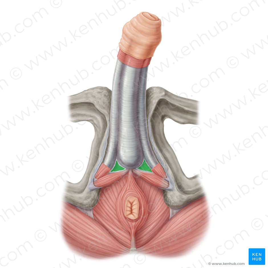 Perineal membrane (Membrana perinei); Image: Samantha Zimmerman