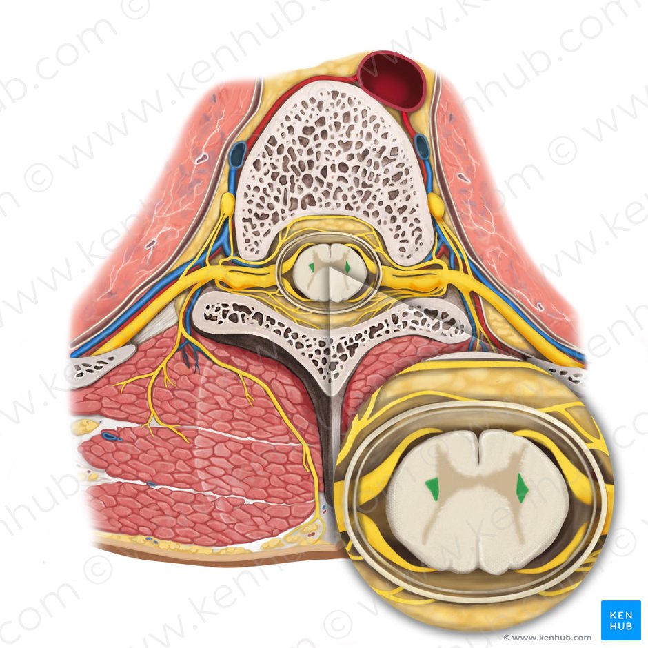 Cornu laterale medullae spinalis (Seitenhorn des Rückenmarks); Bild: Rebecca Betts